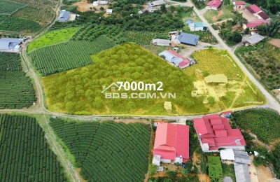 SỞ HỮU 7.000m² ĐẤT MỘC CHÂU LÀM HOMESTAY, FARMSTAY NGHỈ DƯỠNG CỰC ĐẸP_CHỈ 4 TỶ 8